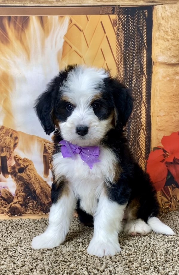 Ms. Delilah the Mini-Bernedoodle