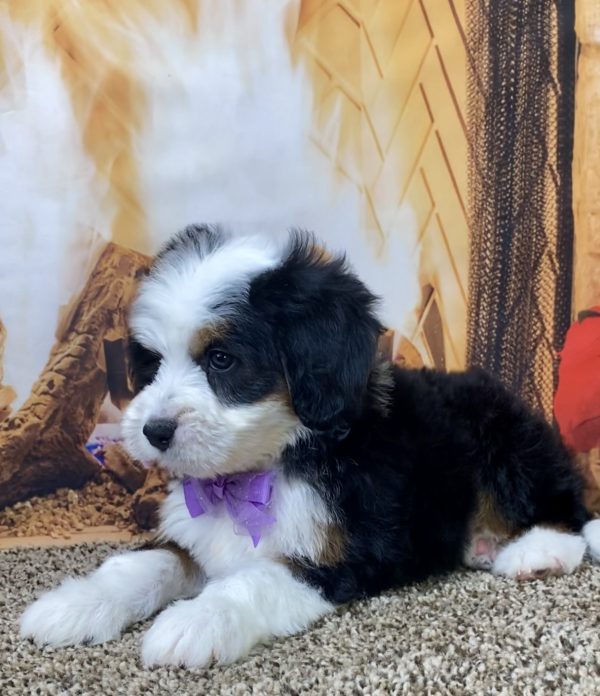 Ms. Delilah the Mini-Bernedoodle - Image 6