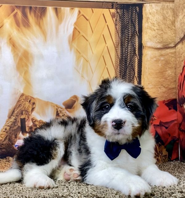 Mr. Wayne the Mini-Bernedoodle - Image 2