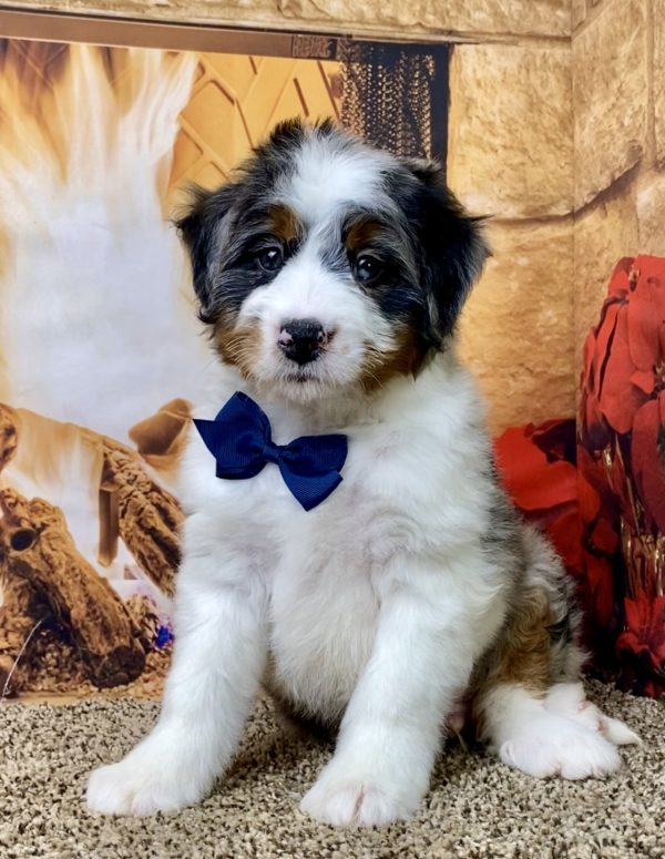 Mr. Wayne the Mini-Bernedoodle