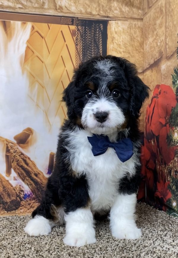 Mr. Westie the Mini-Bernedoodle