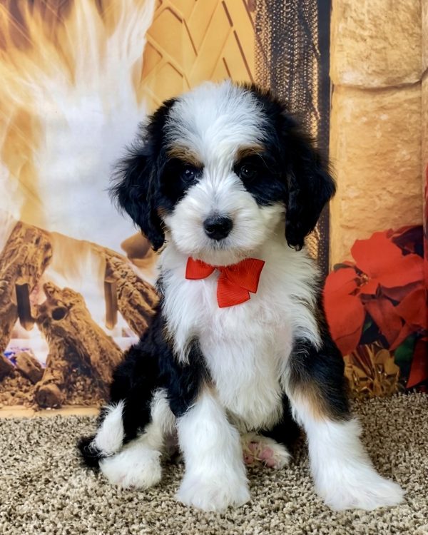 Mr. Denali the Mini-Bernedoodle - Image 2