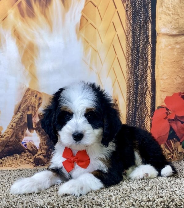 Mr. Denali the Mini-Bernedoodle - Image 3