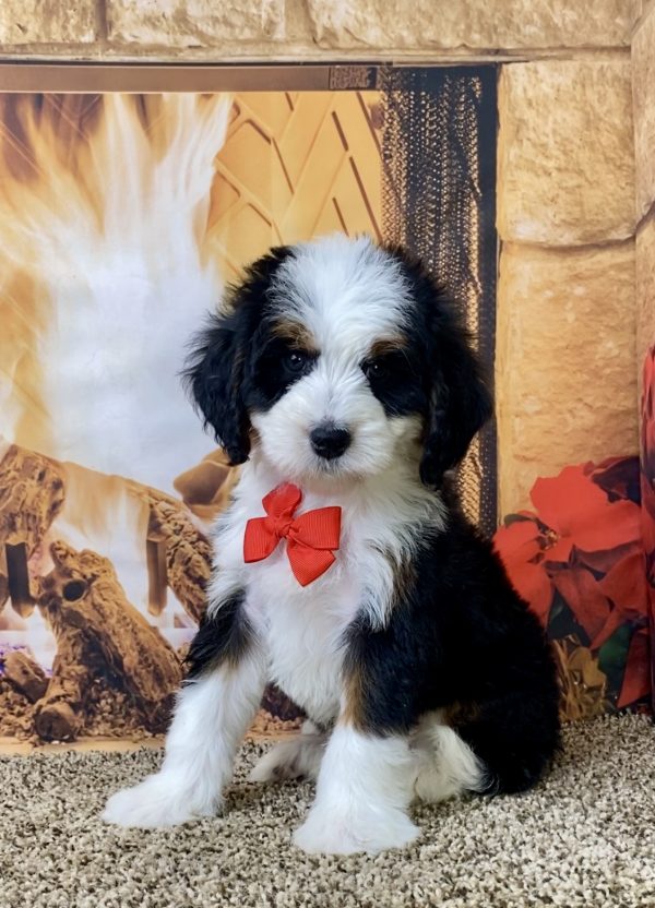 Mr. Denali the Mini-Bernedoodle