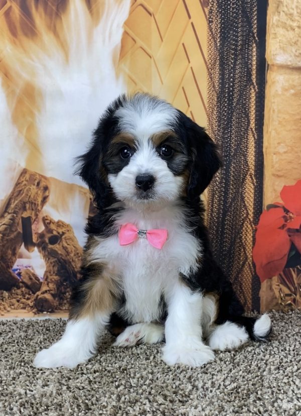 Ms. Delta the Mini-Bernedoodle