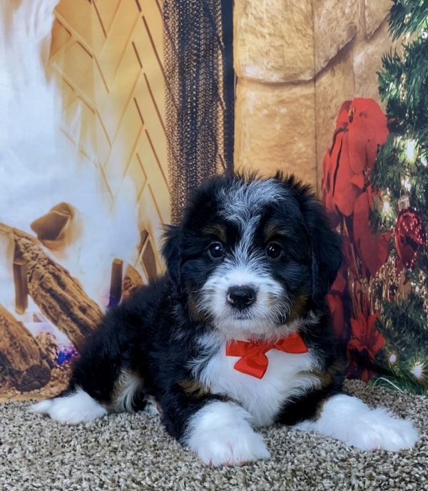 Mr. Wyatt the Mini-Bernedoodle - Image 2