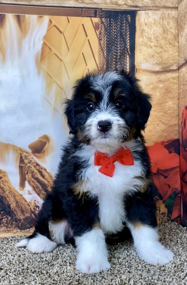 Mr. Wyatt the Mini-Bernedoodle