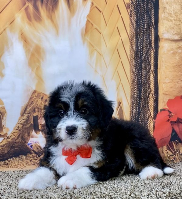 Mr. Wyatt the Mini-Bernedoodle - Image 5