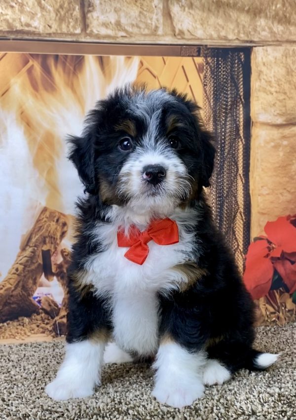 Mr. Wyatt the Mini-Bernedoodle - Image 4