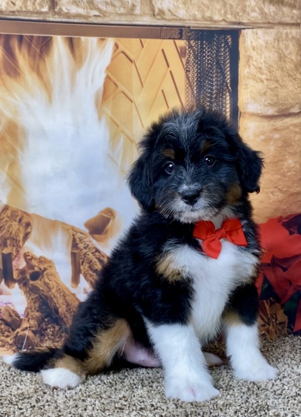 Mr. Wilber the Mini-Bernedoodle - Image 2