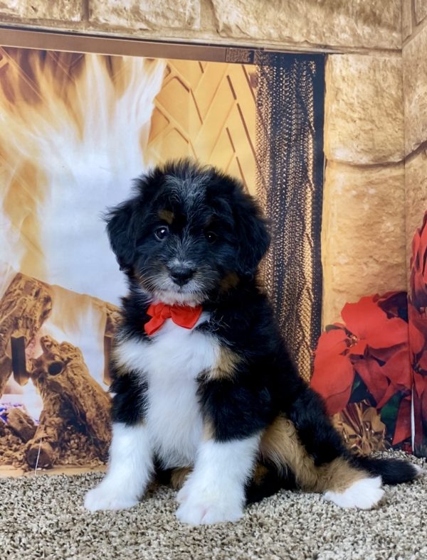 Mr. Wilber the Mini-Bernedoodle