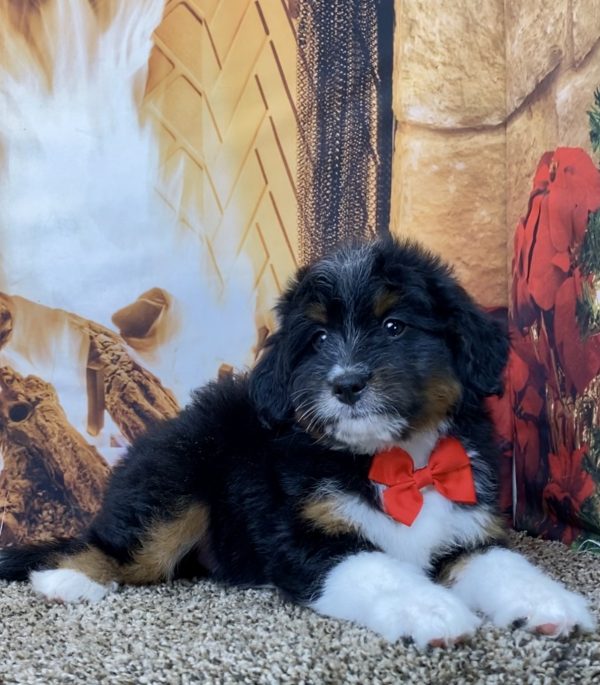 Mr. Wilber the Mini-Bernedoodle - Image 3