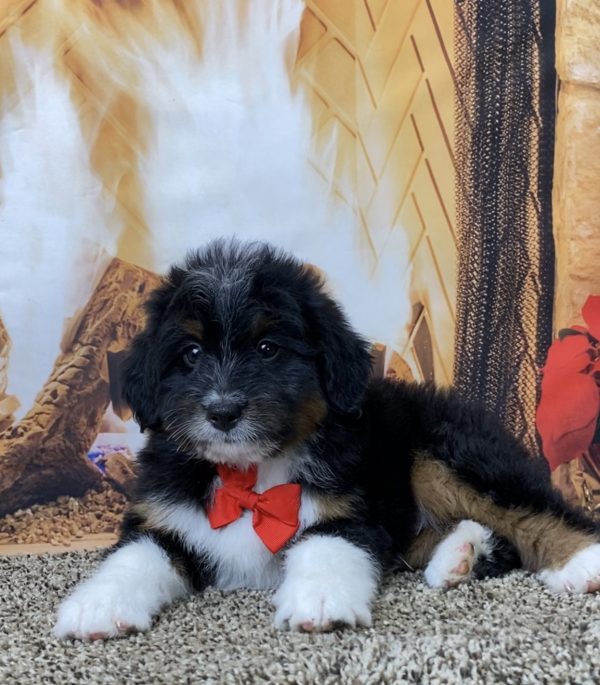 Mr. Wilber the Mini-Bernedoodle - Image 4