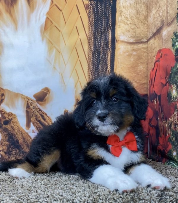 Mr. Wilber the Mini-Bernedoodle - Image 5