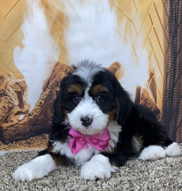 Ms. Dorcy the Mini-Bernedoodle - Image 2