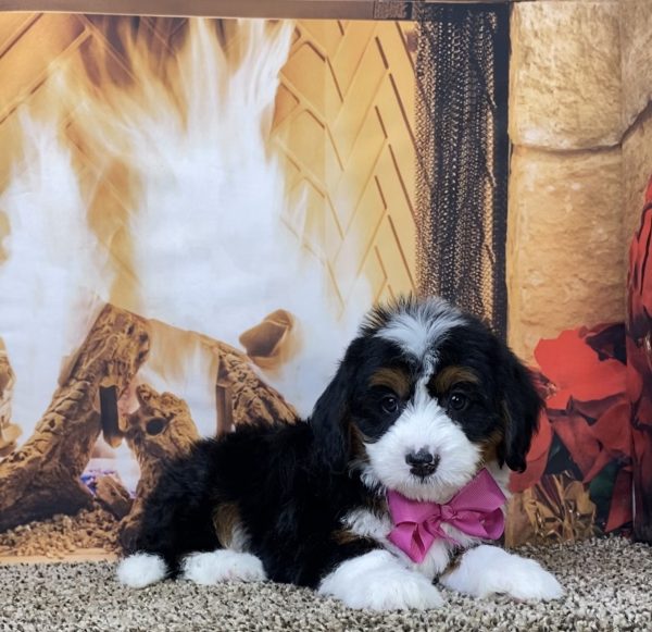 Ms. Dorcy the Mini-Bernedoodle - Image 3