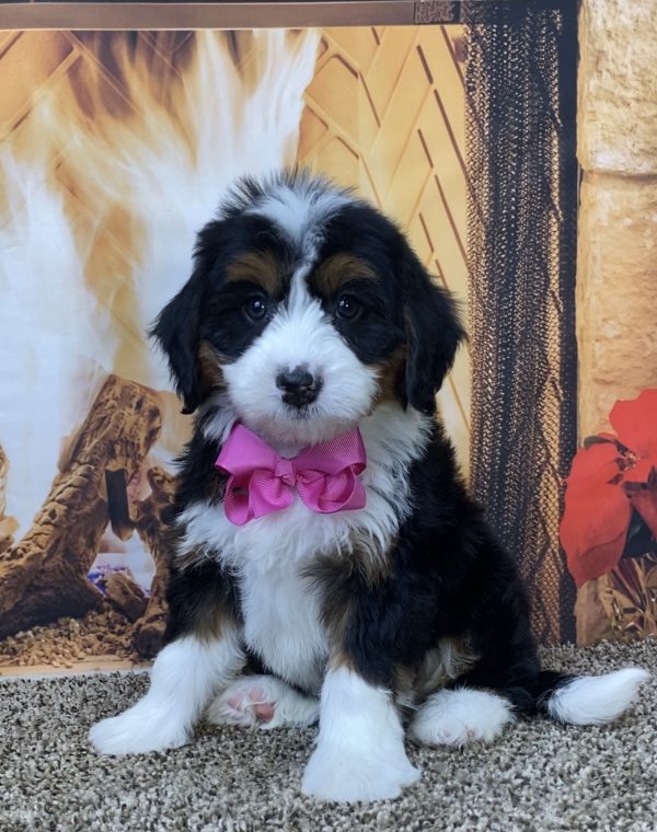 Ms. Dorcy the Mini-Bernedoodle