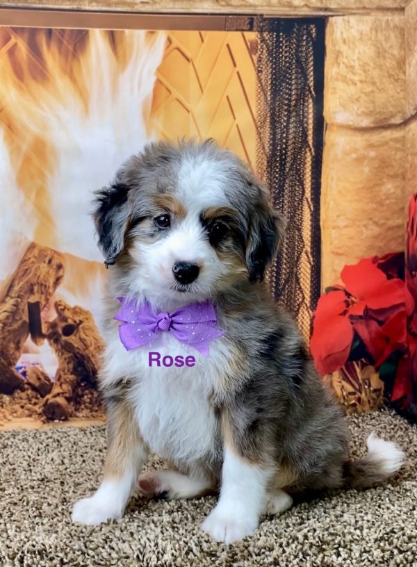 Ms. Rose the F1B Micro Mini-Bernedoodle