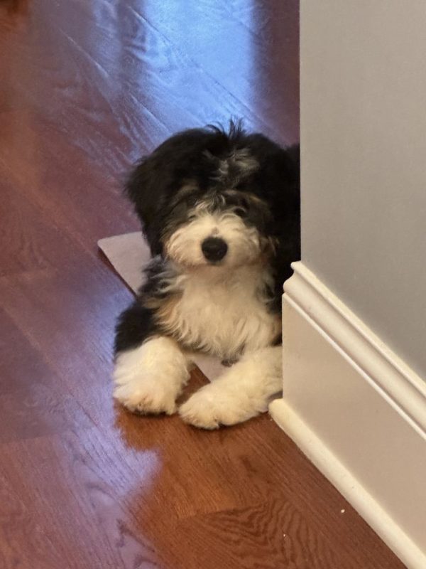 Mr. Finn the Mini-Bernedoodle (Fully Trained) - Image 2