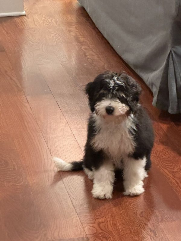 Mr. Finn the Mini-Bernedoodle (Fully Trained) - Image 3