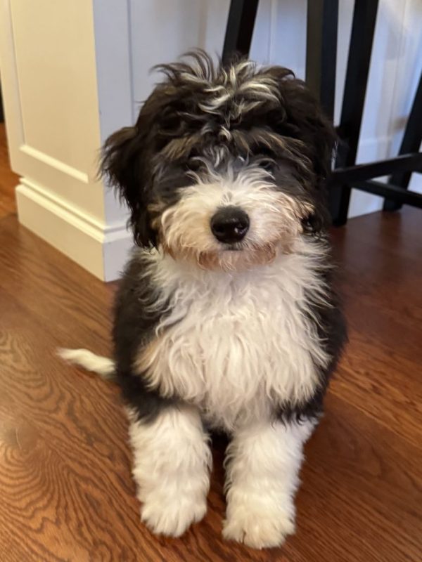 Mr. Finn the Mini-Bernedoodle (Fully Trained) - Image 4