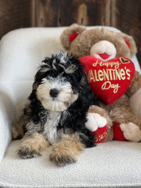 Mr. Frankie the Mini-Bernedoodle - Image 2