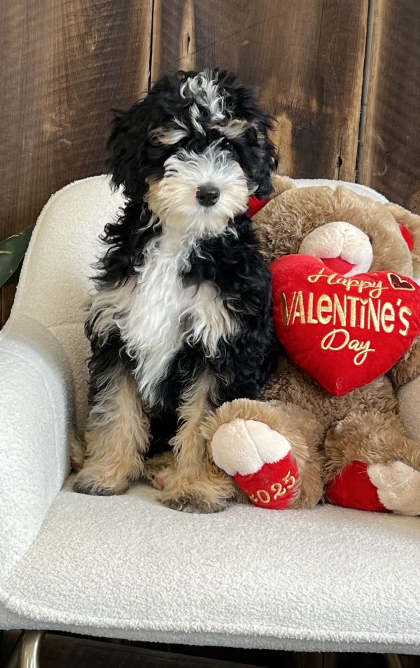 Mr. Frankie the Mini-Bernedoodle - Image 3