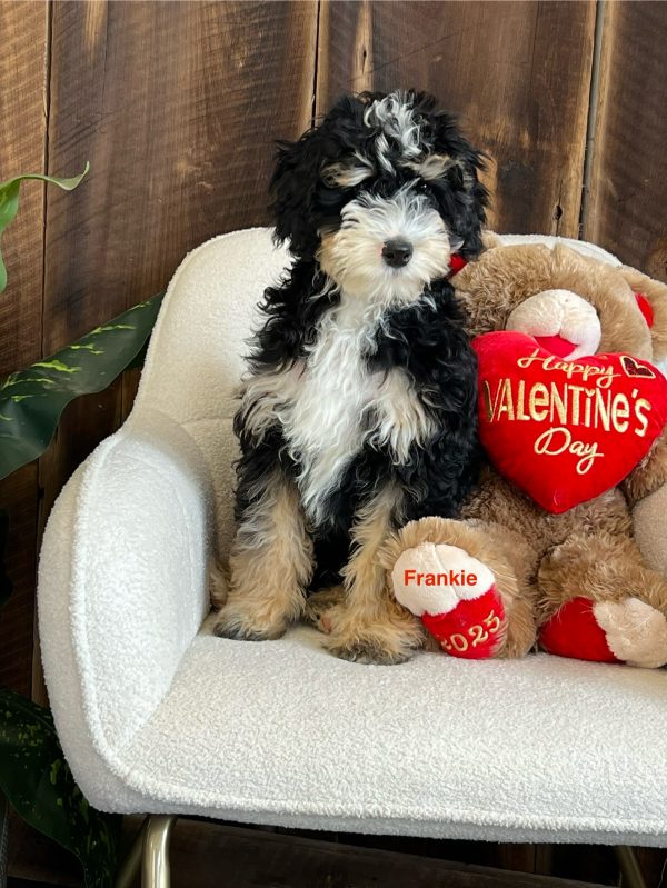 Mr. Frankie the Mini-Bernedoodle