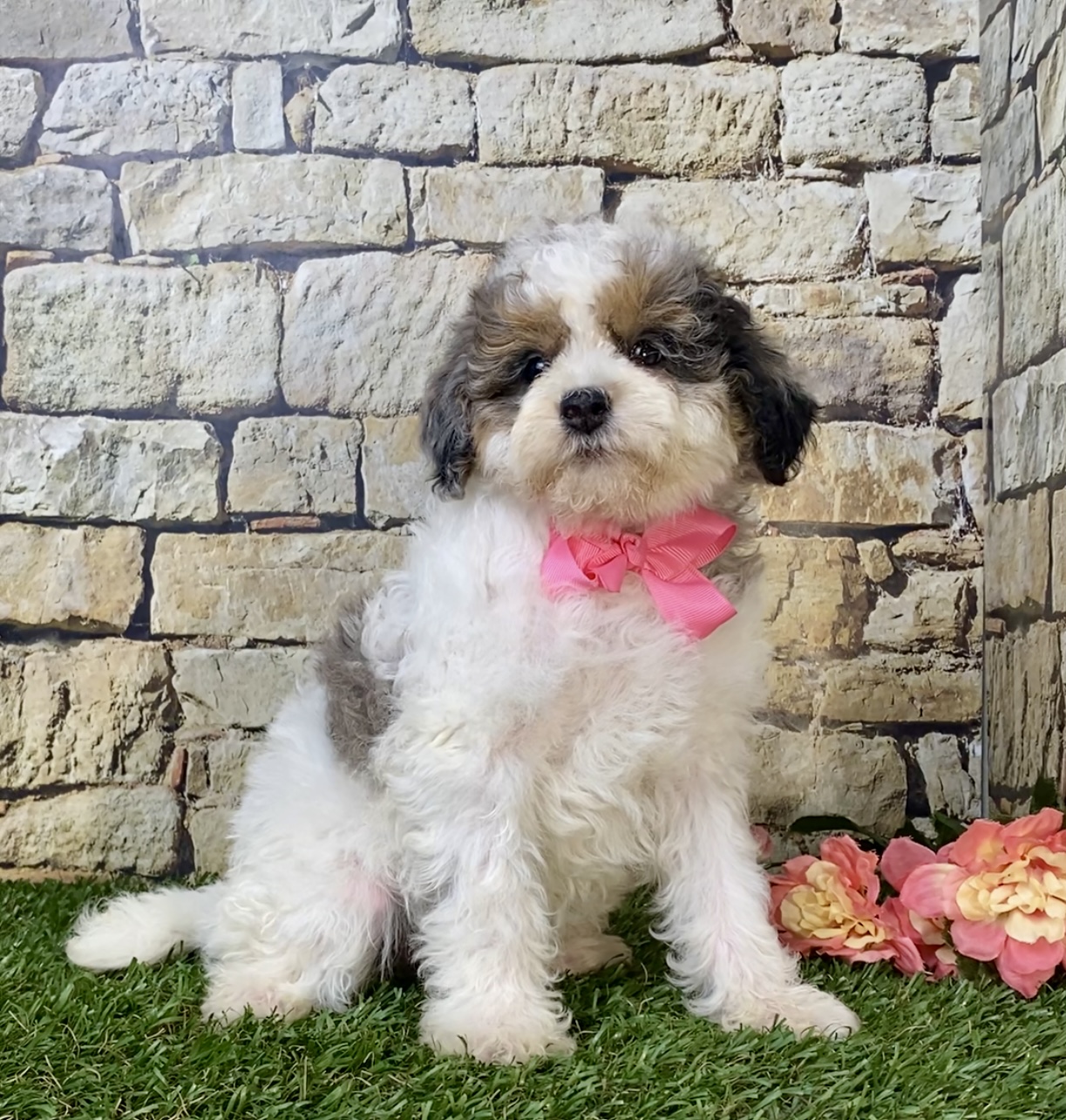 Ms. Lisa The F1B Micro Mini-Bernedoodle | The Bernedoodles