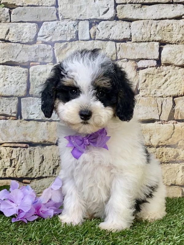 Ms. Lily the F1B Micro Mini-Bernedoodle