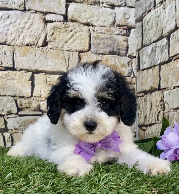 Ms. Lily the F1B Micro Mini-Bernedoodle - Image 4