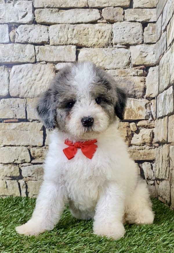 Mr. Kyle the F1B Micro Mini-Bernedoodle