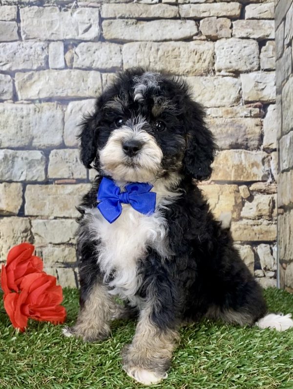 Mr. Les the F1B Micro Mini-Bernedoodle