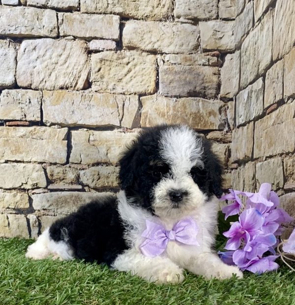 Ms. Kate the F1B Micro Mini-Bernedoodle - Image 4