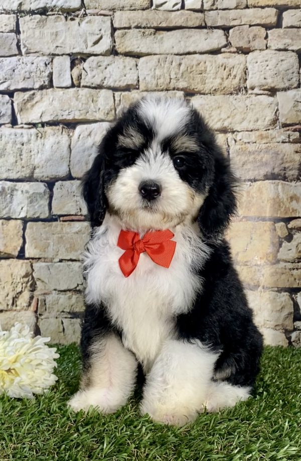 Mr. Kurt the F1B Micro Mini-Bernedoodle