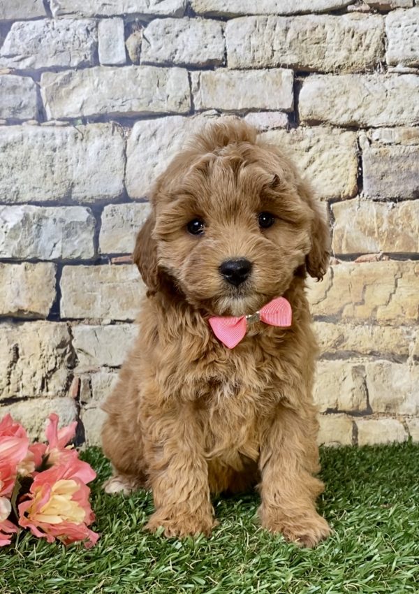 Ms. Daisy the F1B Micro Mini-Goldendoodle