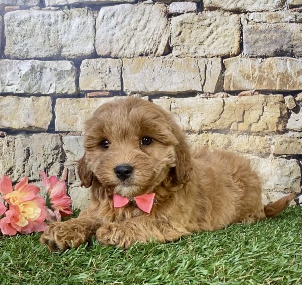 Ms. Daisy the F1B Micro Mini-Goldendoodle - Image 5