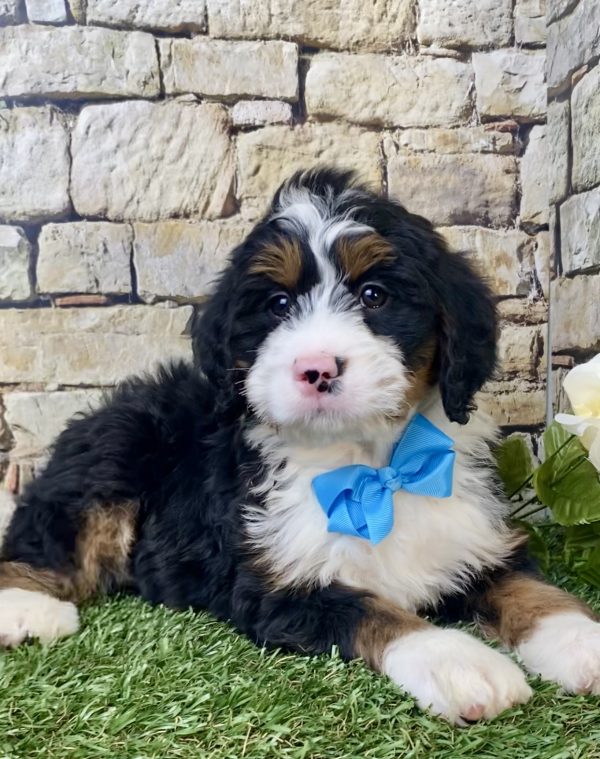 Mr. Nate the Mini-Bernedoodle