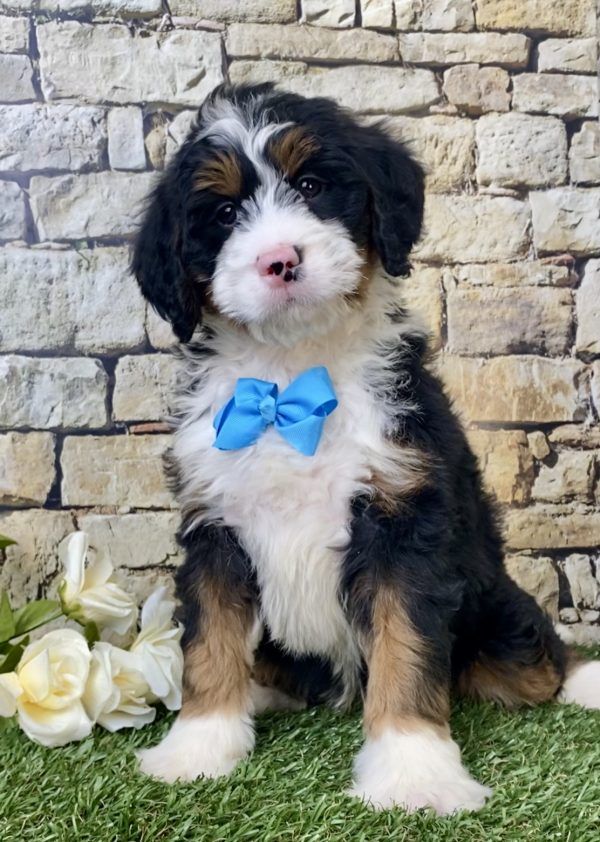 Mr. Nate the Mini-Bernedoodle - Image 6