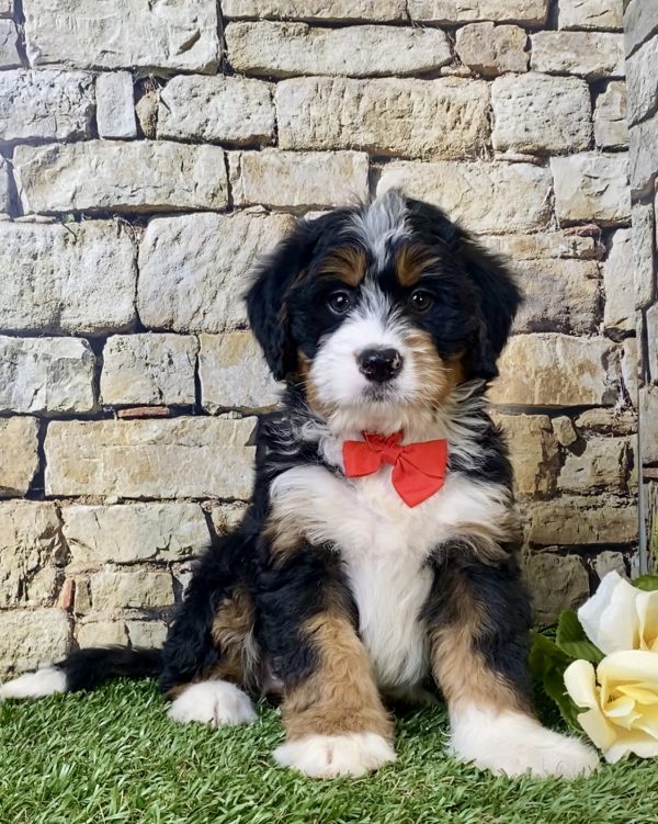 Mr. Neon the Mini-Bernedoodle