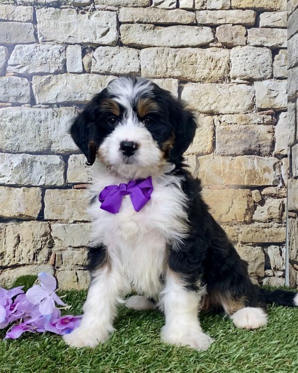 Ms. Nicole the Mini-Bernedoodle