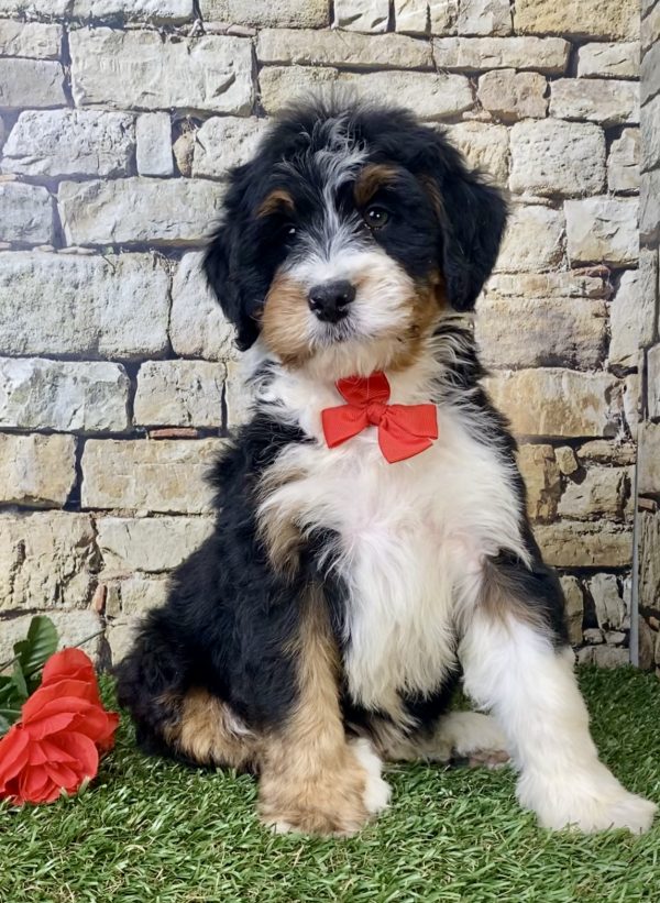 Mr. Norm the Mini-Bernedoodle - Image 2