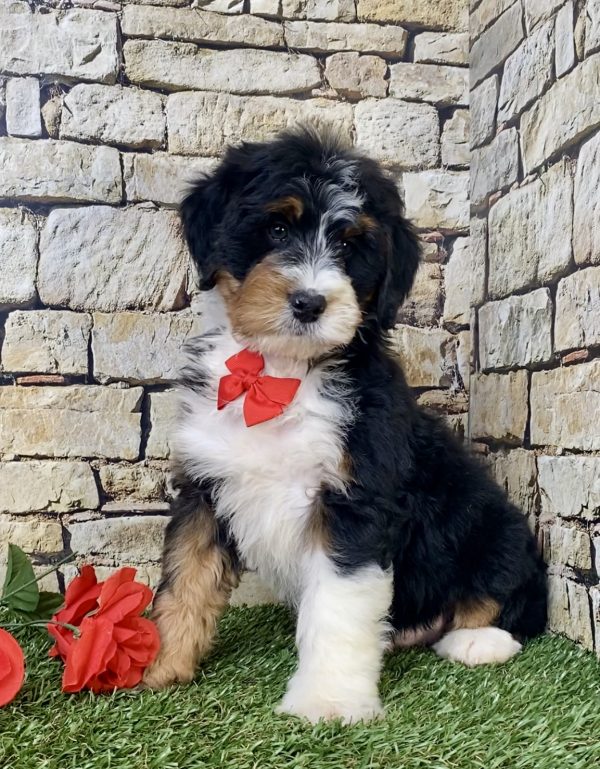 Mr. Norm the Mini-Bernedoodle - Image 4