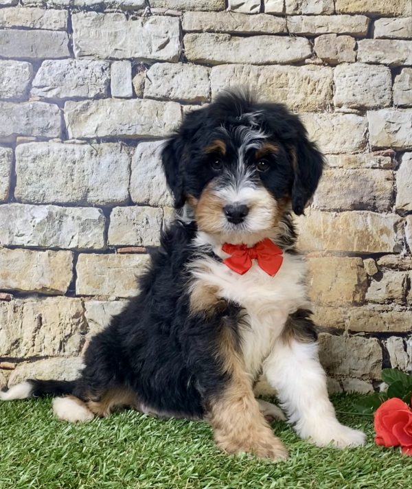 Mr. Norm the Mini-Bernedoodle