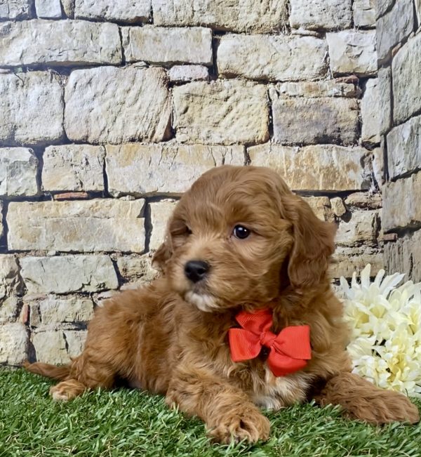 Mr. Denali the F1B Micro Mini-Goldendoodle - Image 2