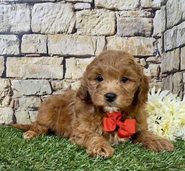 Mr. Denali the F1B Micro Mini-Goldendoodle - Image 3