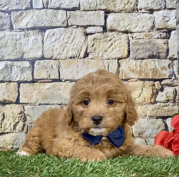 Mr. Diesel the F1B Micro Mini-Goldendoodle - Image 3