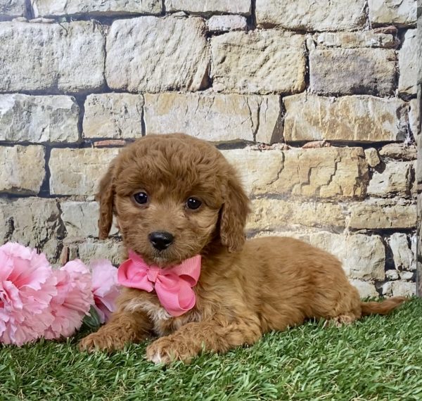 Ms. Daffodil the F1B Micro Mini-Goldendoodle - Image 2