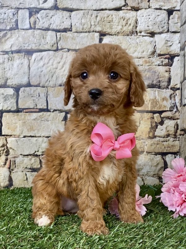 Ms. Daffodil the F1B Micro Mini-Goldendoodle