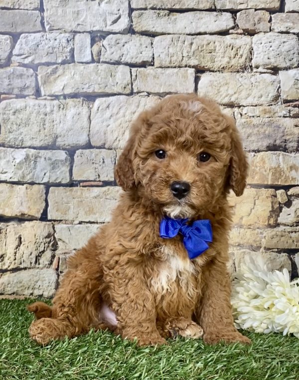 Mr. Dave the F1B Micro Mini-Goldendoodle